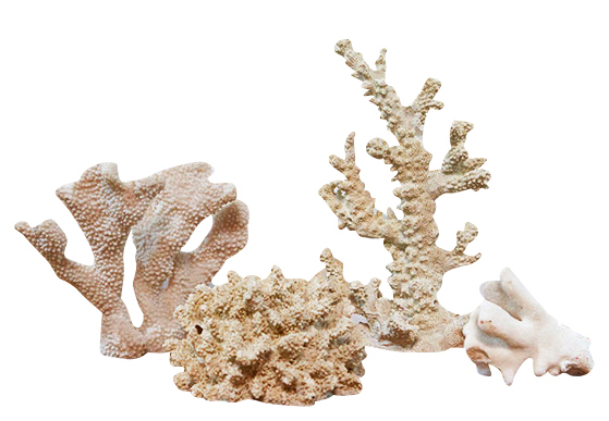 Coral Collection - A Wonderful Finishing Touch To Your Beach Or Coastal